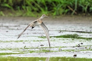 オバシギ 川越 2022年9月3日(土)