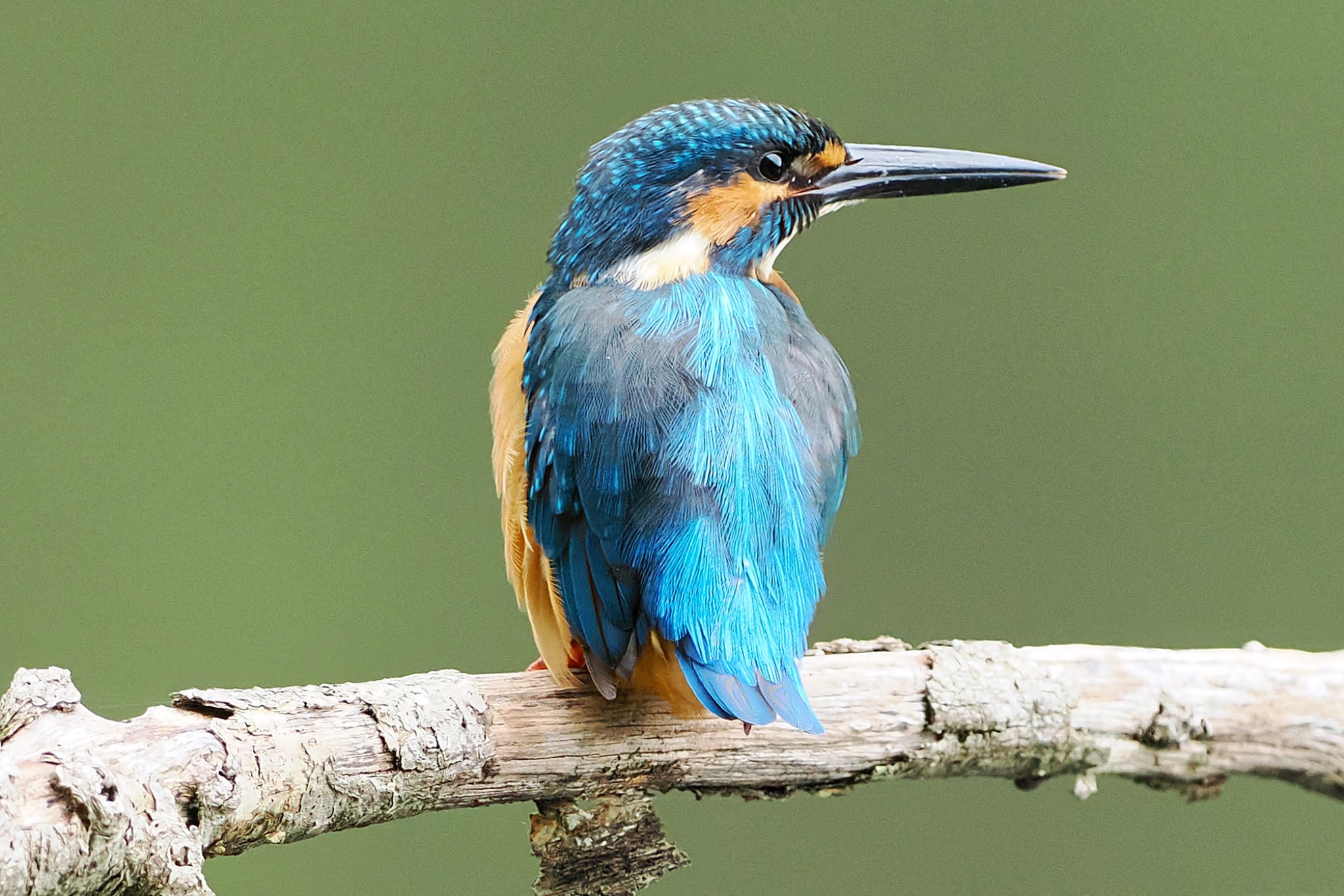 Photo of Common Kingfisher at 四季の森公園(横浜市緑区) by アポちん