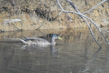 マガモ 雁の池(石川県珠洲市) 2022年9月9日(金)