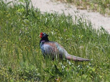 Green Pheasant Gonushi Coast Sun, 4/28/2013