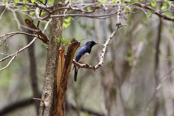 2015年4月29日(水) 軽井沢野鳥の森の野鳥観察記録