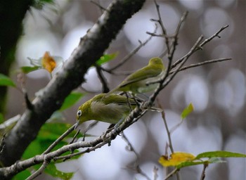 メジロ 東京都立桜ヶ丘公園(聖蹟桜ヶ丘) 2022年9月9日(金)