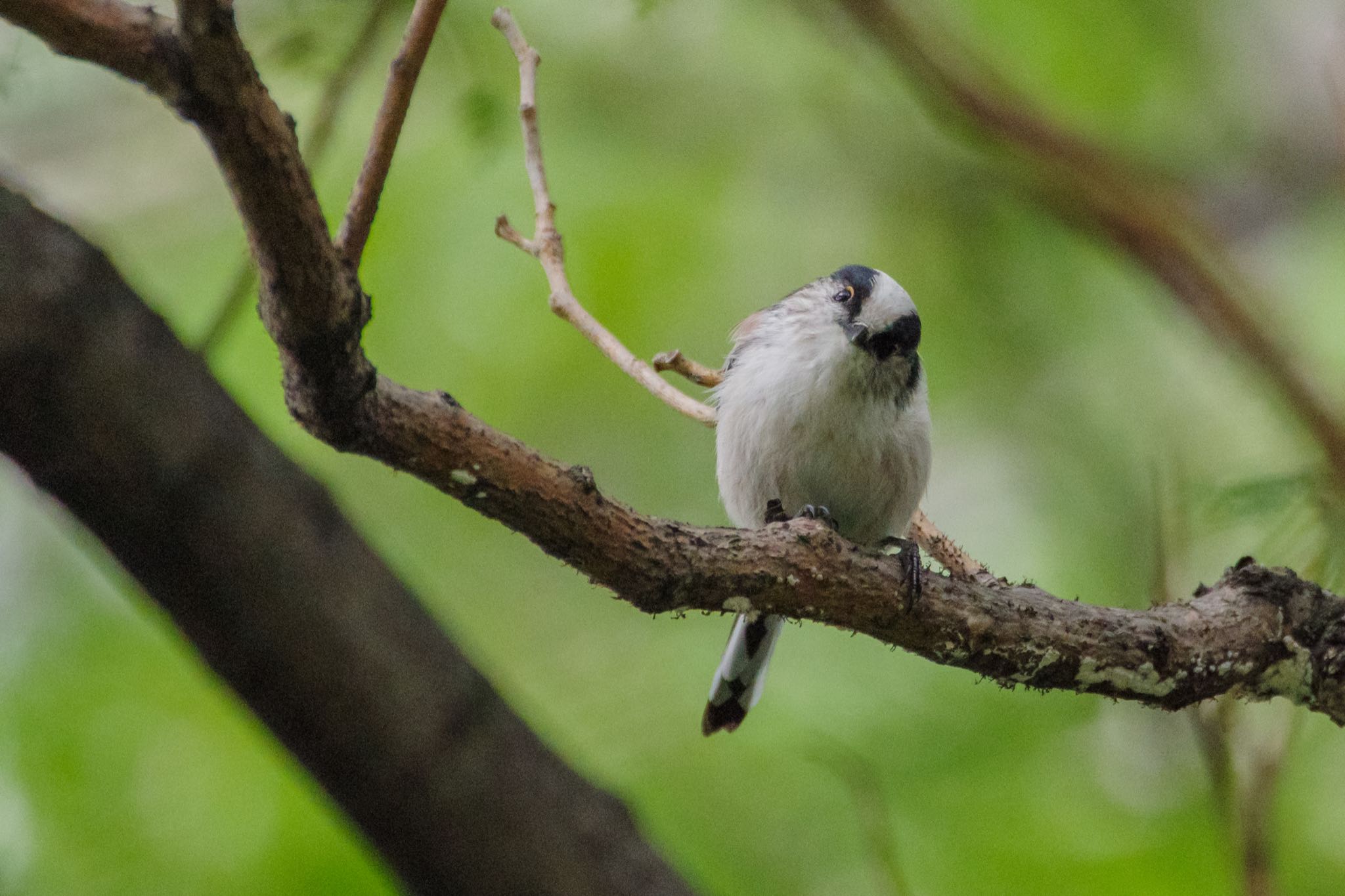 キョトン。 by Marco Birds