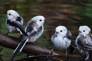 Long-tailed tit(japonicus) Unknown Spots Mon, 8/29/2022