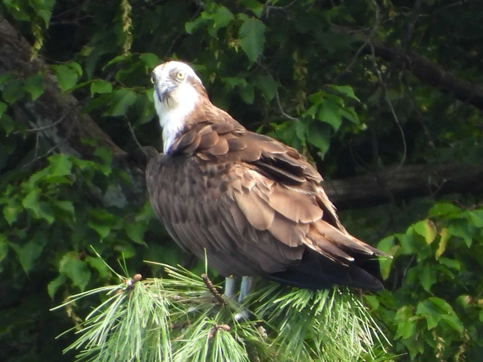 青葉山公園 ミサゴの写真