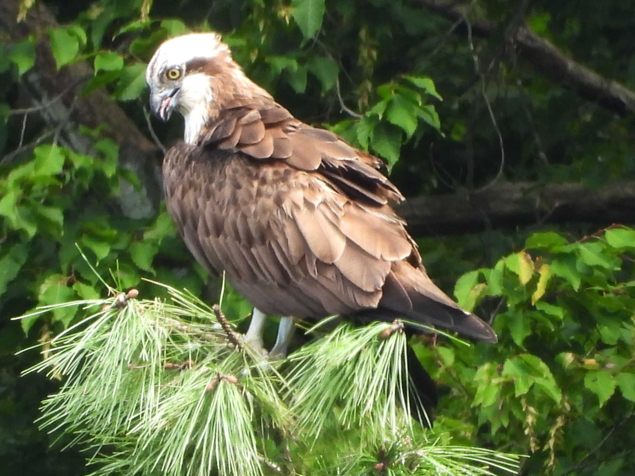 青葉山公園 ミサゴの写真