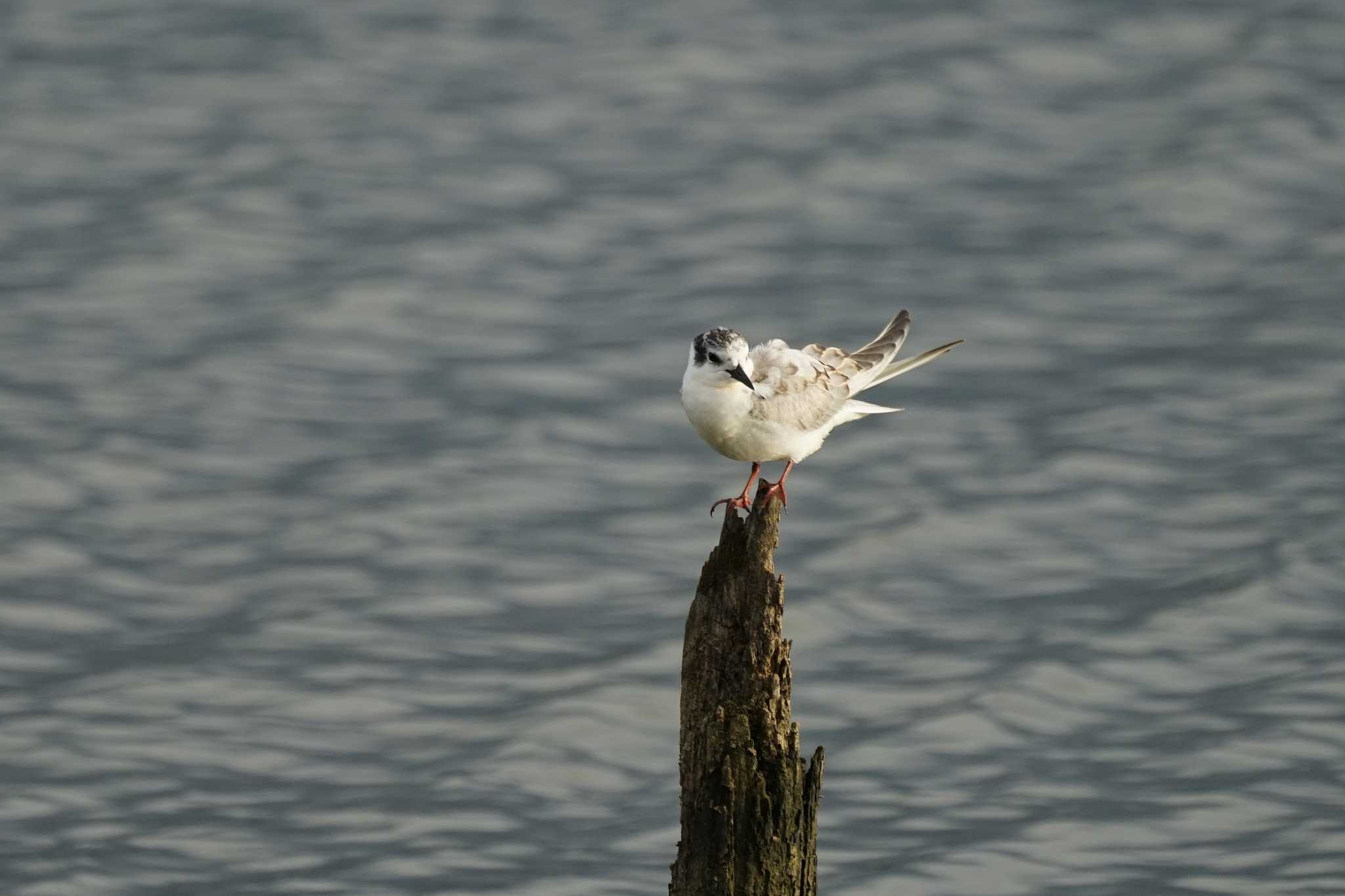 Photo of Whiskered Tern at 潟ノ内(島根県松江市) by ひらも