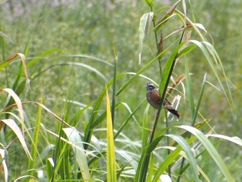 Meadow Bunting 精進湖 Thu, 9/8/2022