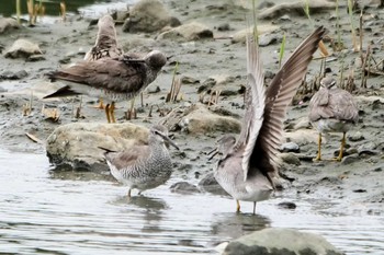 キアシシギ 東京港野鳥公園 2022年8月6日(土)