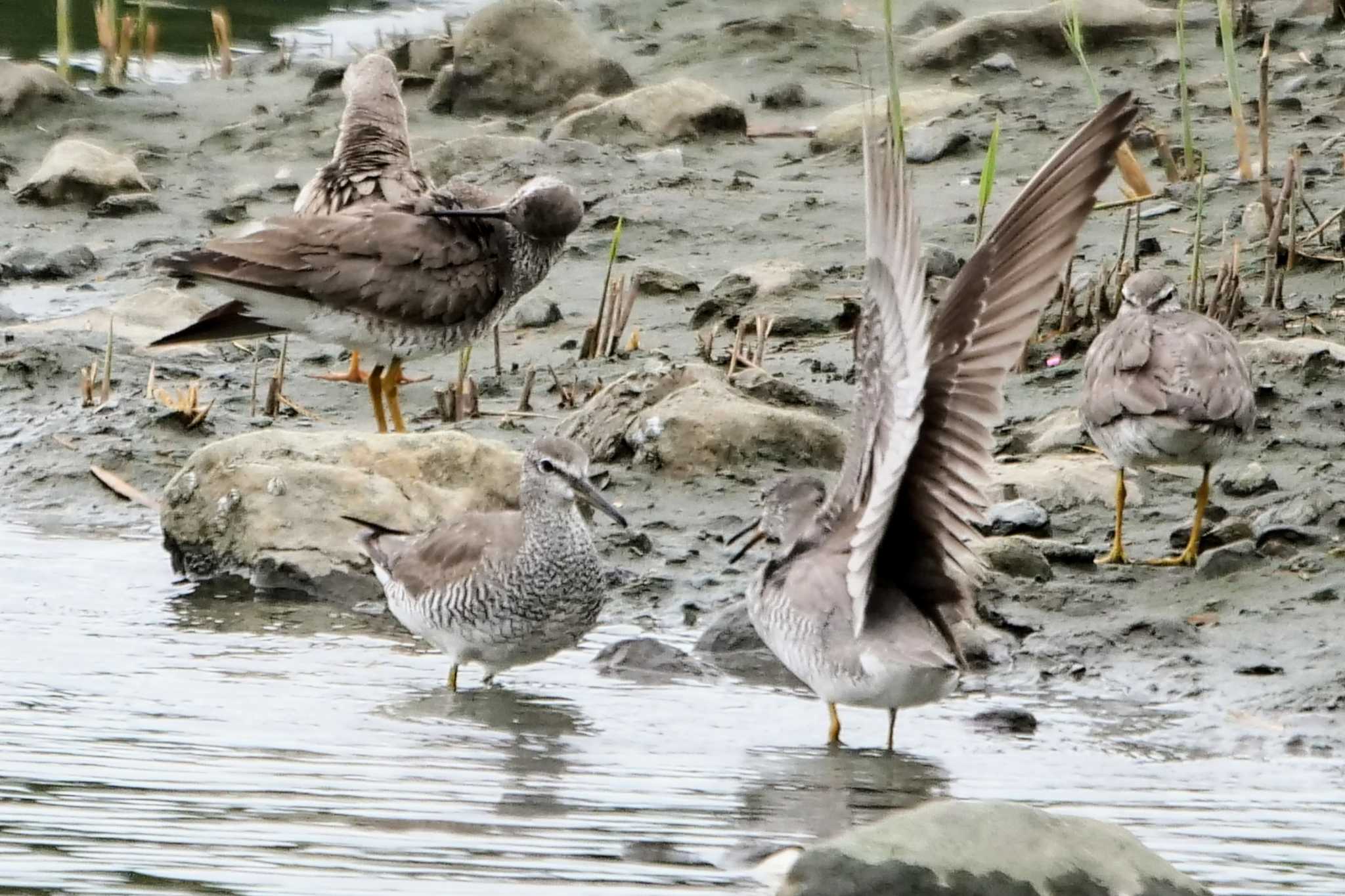 東京港野鳥公園 キアシシギの写真