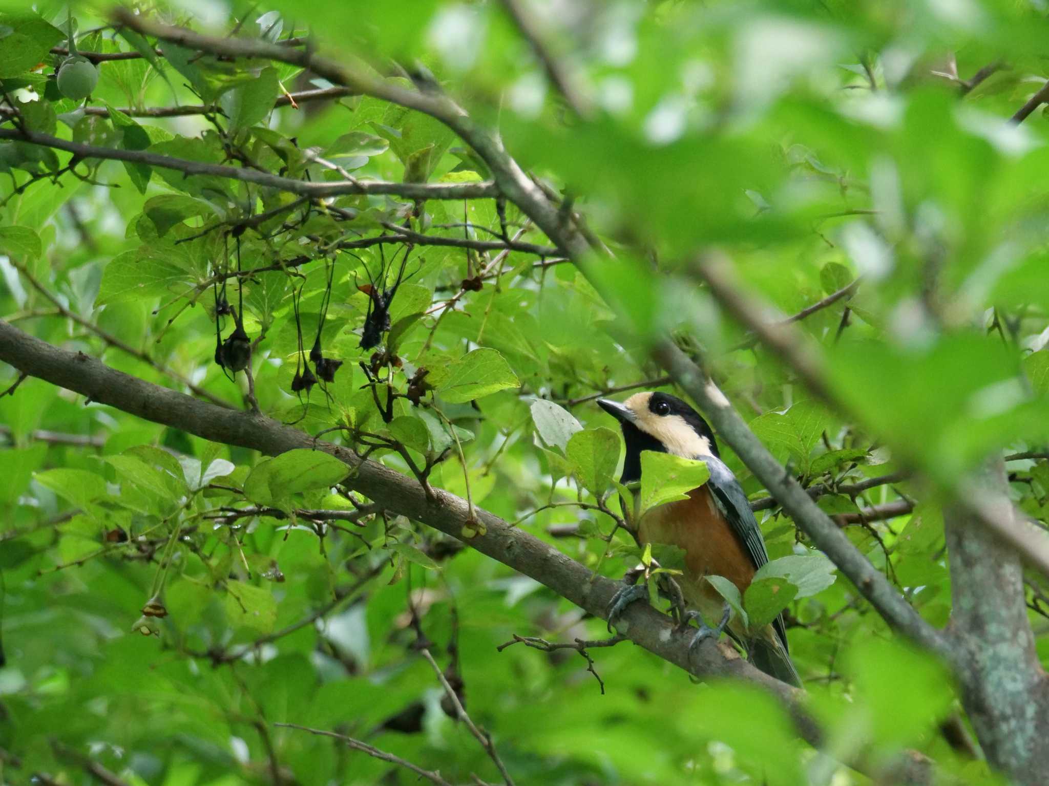 秩父 ヤマガラの写真 by little birds