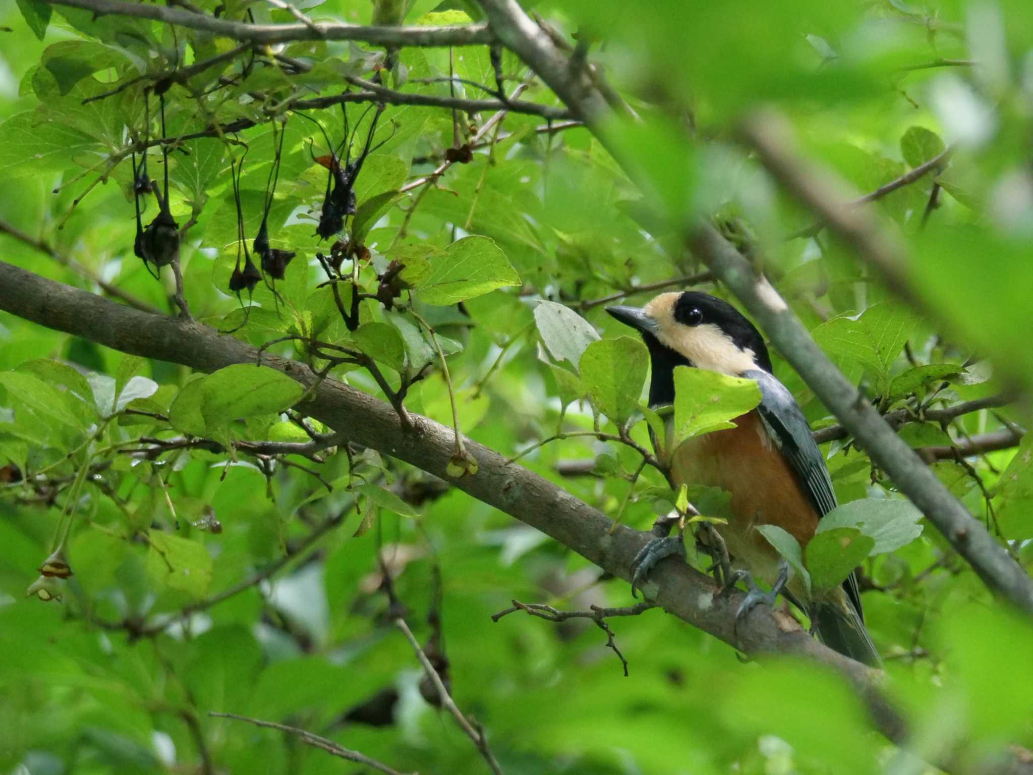 秩父 ヤマガラの写真 by little birds