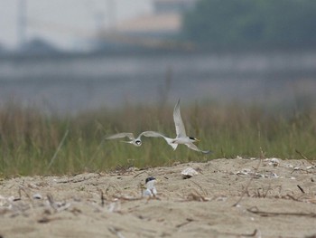 2011年6月5日(日) 五主海岸の野鳥観察記録