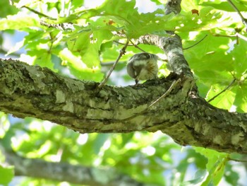 コゲラ 本別公園(北海道中川郡) 2022年9月10日(土)