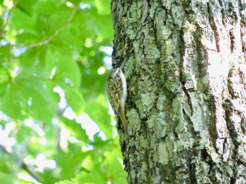 2022年9月10日(土) 本別公園(北海道中川郡)の野鳥観察記録