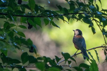 Varied Tit 静岡県立森林公園 Sat, 9/10/2022