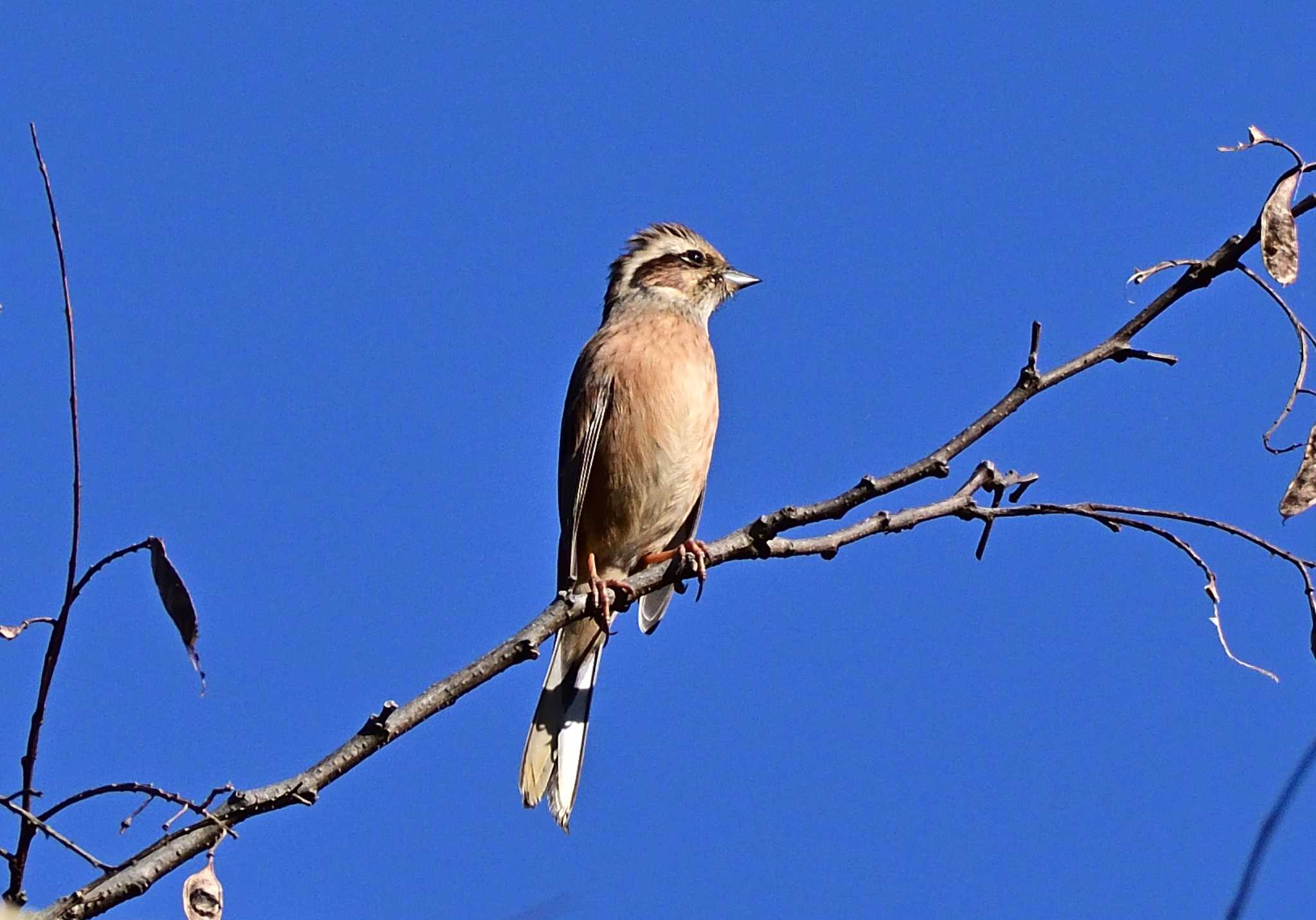 この野鳥の種類を教えてください！