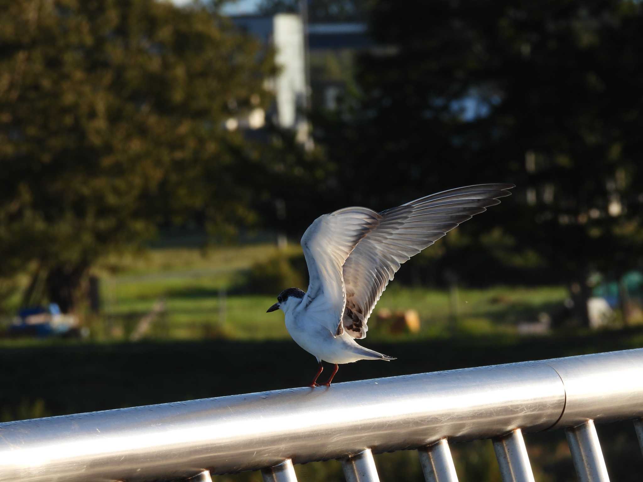 札幌モエレ沼公園 クロハラアジサシの写真