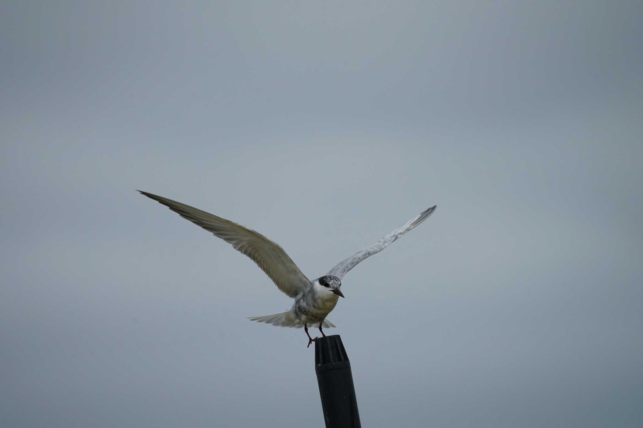 潟ノ内(島根県松江市) クロハラアジサシの写真 by ひらも