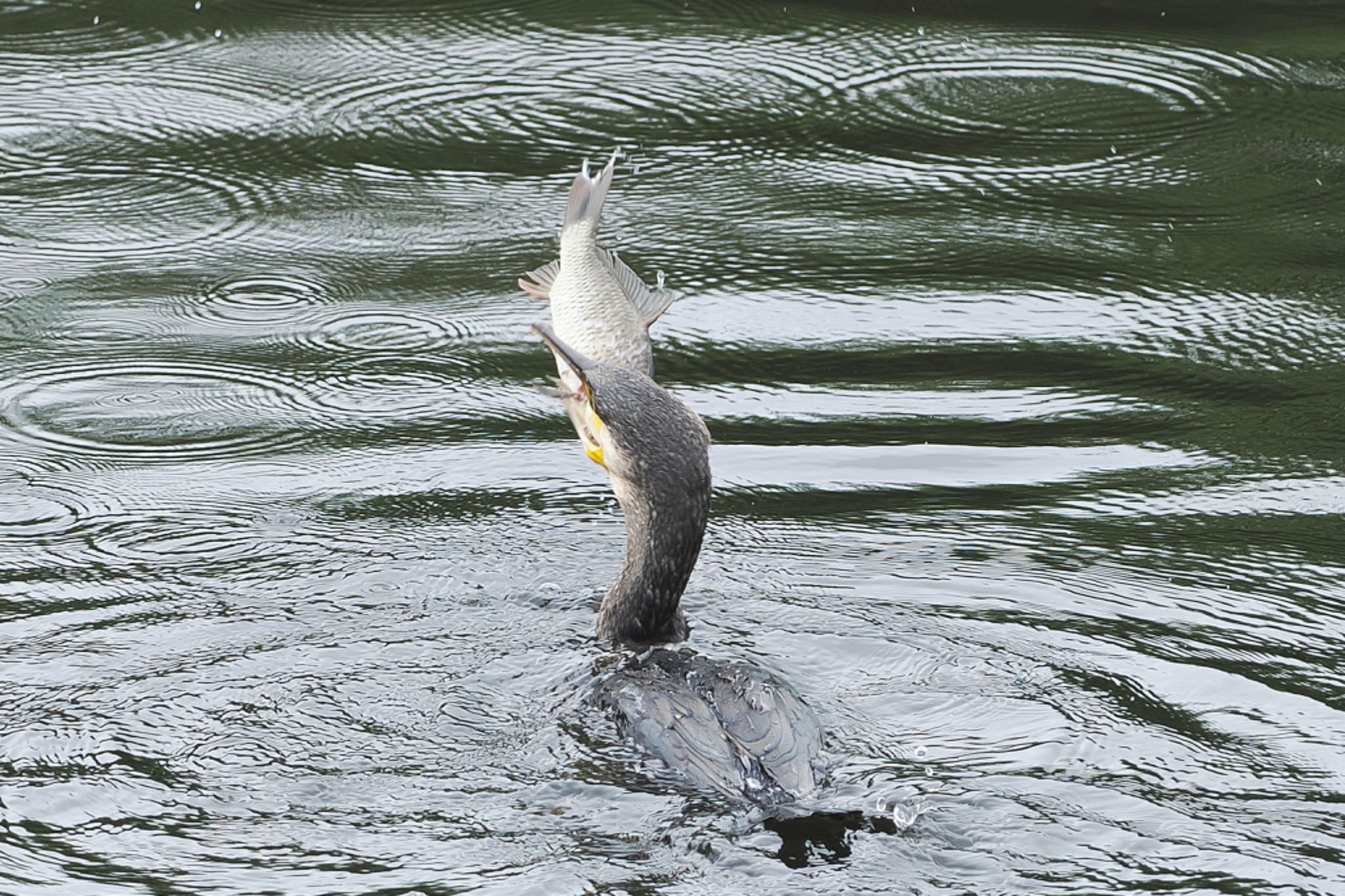 恩田川(鶴見川合流点付近) カワウの写真