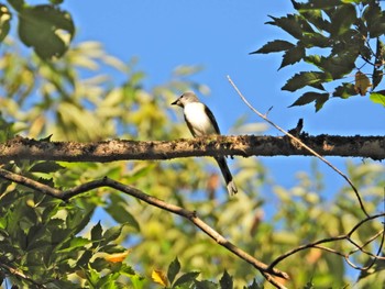 サンショウクイ 太白山自然観察の森 2022年8月21日(日)