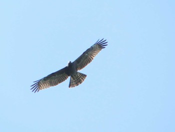 Crested Honey Buzzard 測量山 Sat, 9/10/2022