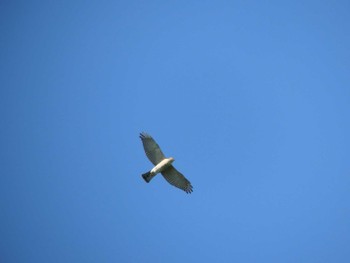 Eurasian Sparrowhawk 測量山 Sat, 9/10/2022