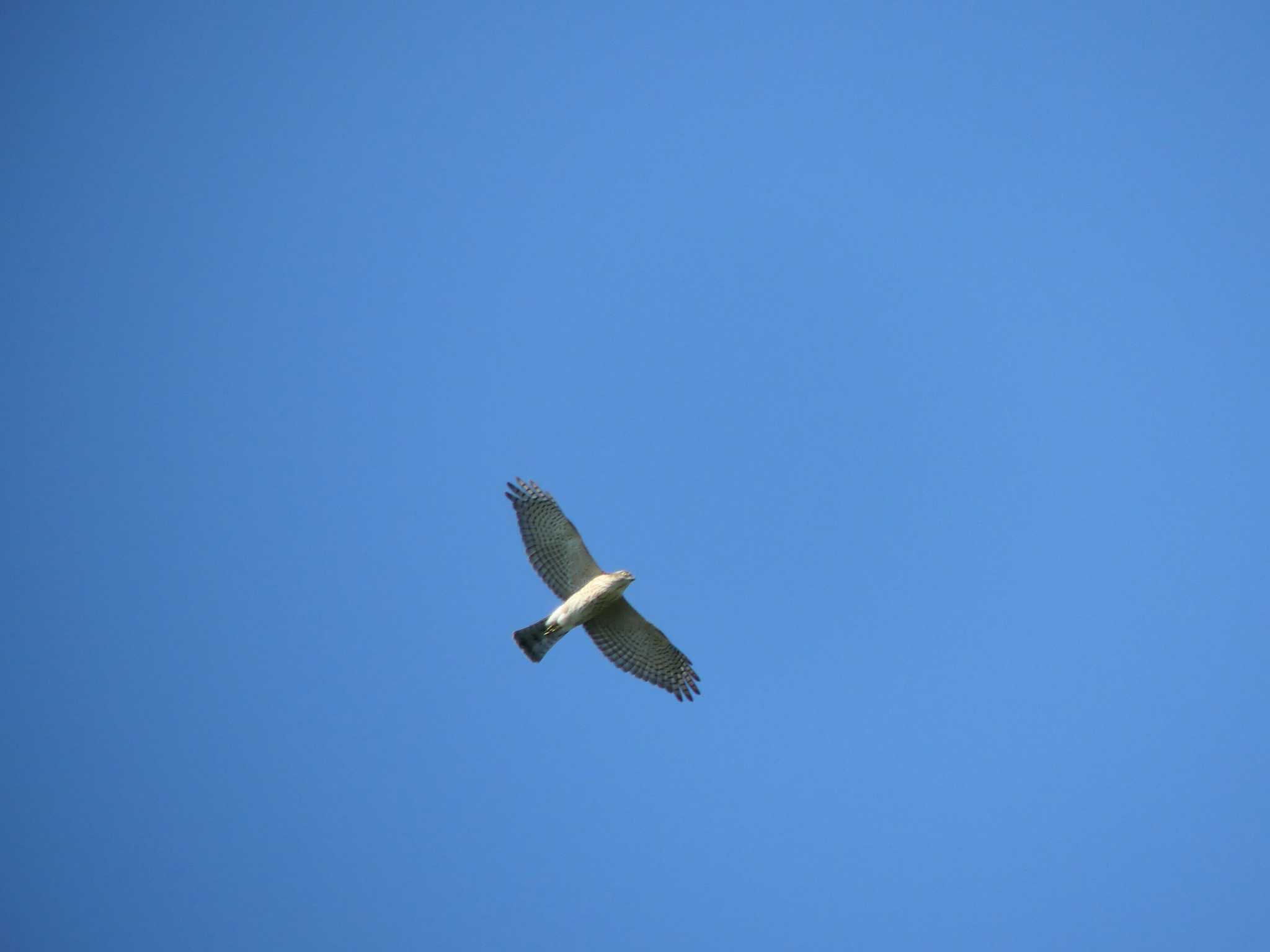 Eurasian Sparrowhawk