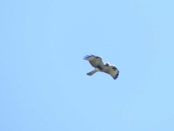 Eastern Buzzard 測量山 Sat, 9/10/2022