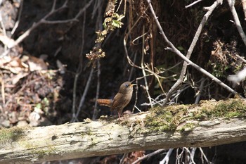 ミソサザイ 軽井沢野鳥の森 2015年4月29日(水)