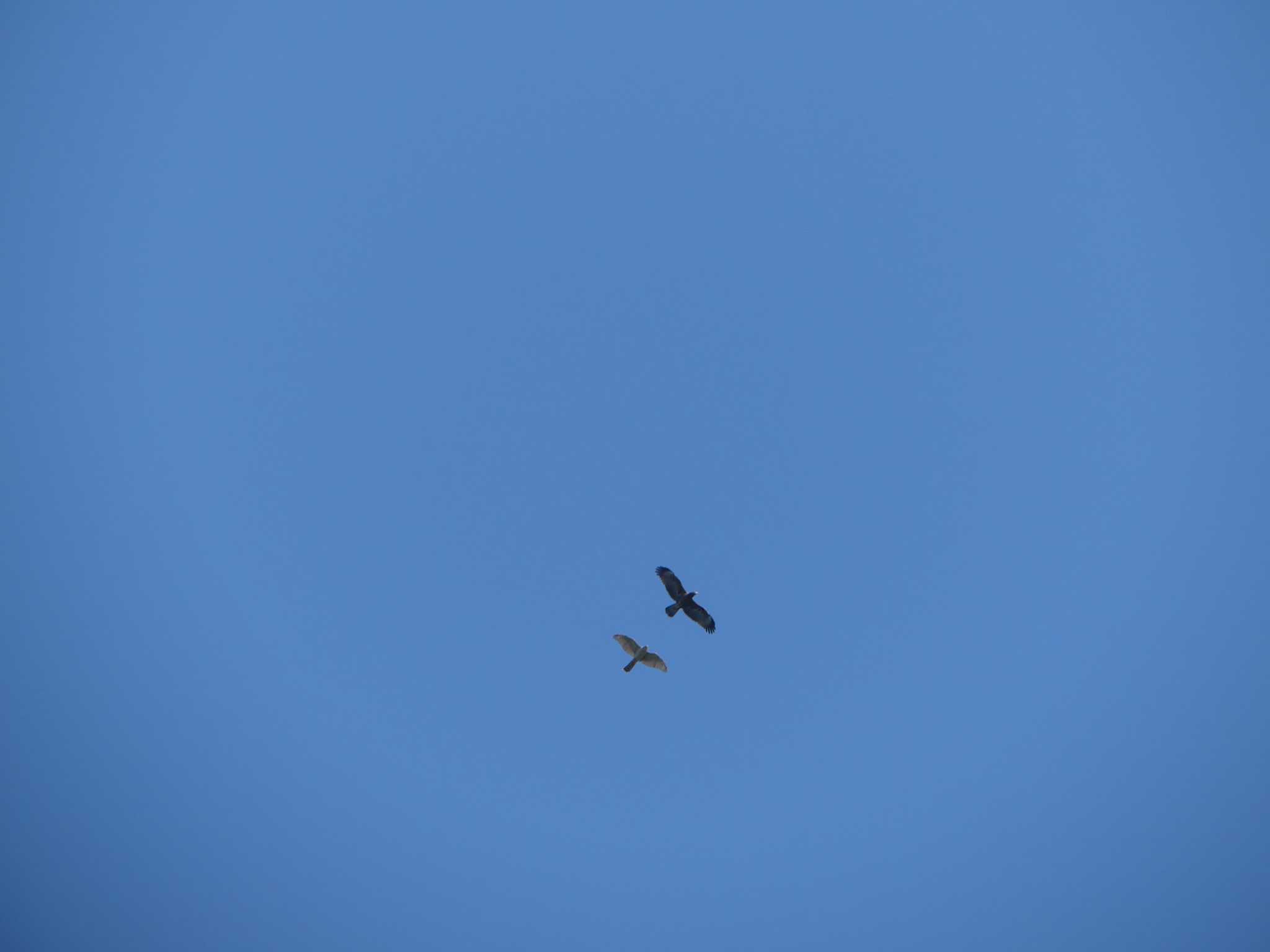 Crested Honey Buzzard