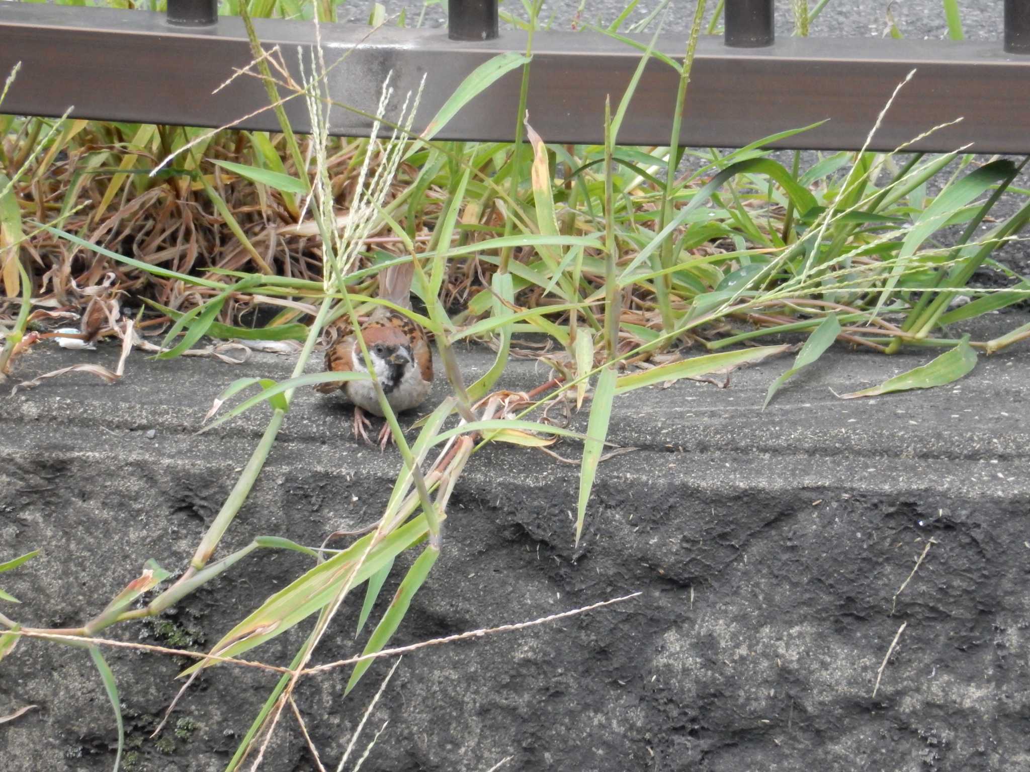 平和の森公園、妙正寺川 スズメの写真