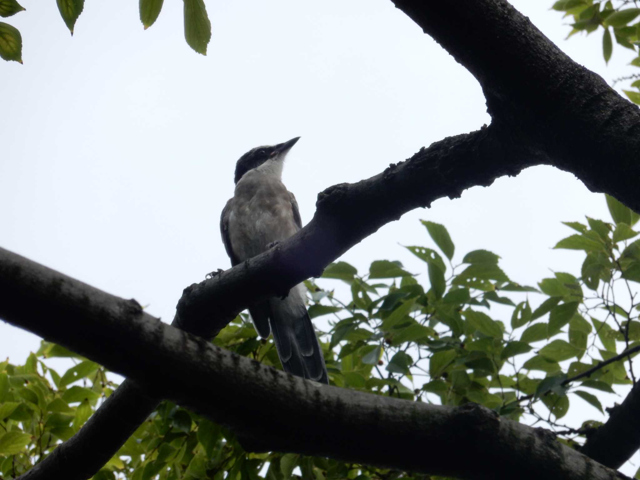 平和の森公園、妙正寺川 オナガの写真