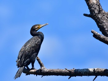 Great Cormorant Tokyo Port Wild Bird Park Sat, 9/10/2022