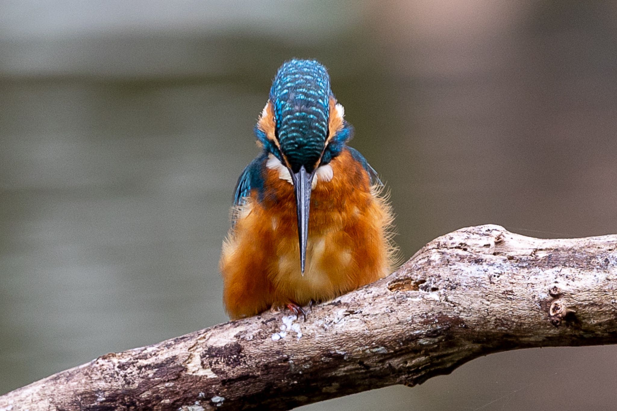 Photo of Common Kingfisher at 横浜市 by 🐦Toshi🐧