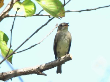 コサメビタキ 名古屋平和公園 2022年9月10日(土)