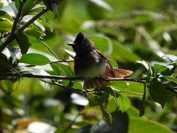 サンコウチョウ 都市緑化植物園(大阪府豊中市寺内) 2022年9月10日(土)