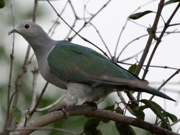 Green Imperial Pigeon Pasir Ris Park (Singapore) Sat, 9/10/2022