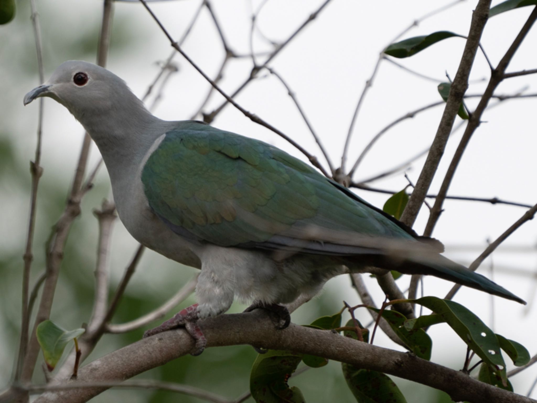 Green Imperial Pigeon