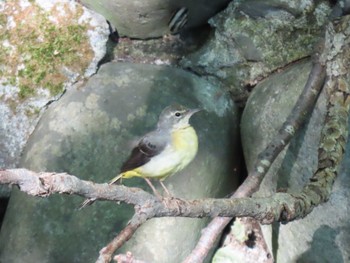 2022年9月10日(土) 西岡公園(西岡水源地)の野鳥観察記録