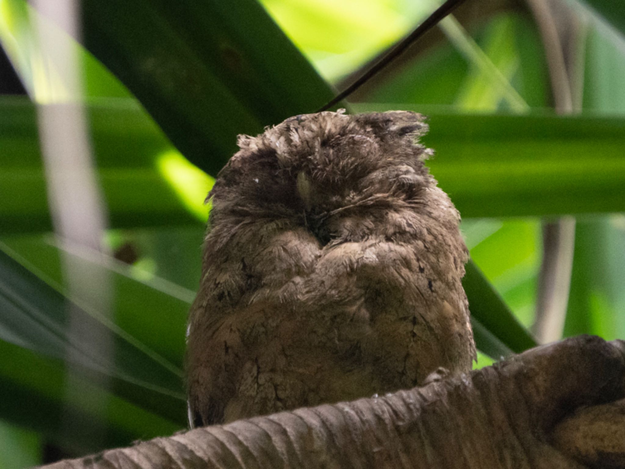 Pasir Ris Park (Singapore) オオコノハズクの写真 by T K