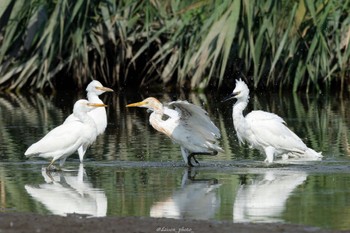 Eastern Cattle Egret Isanuma Sun, 9/4/2022