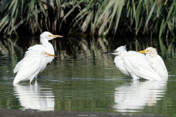 Eastern Cattle Egret Isanuma Sun, 9/4/2022