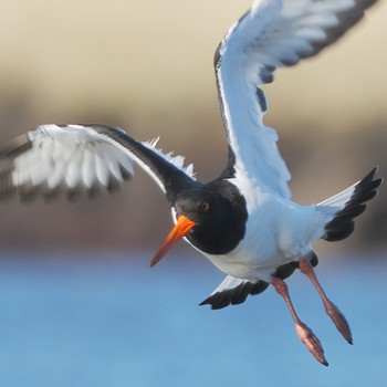 Eurasian Oystercatcher Sambanze Tideland Sat, 9/10/2022