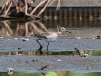 Common Redshank Inashiki Sat, 9/10/2022