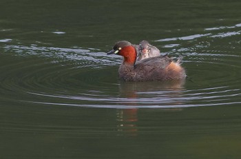 Little Grebe 愛知県 Fri, 9/9/2022