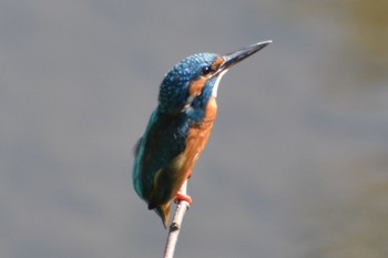 Common Kingfisher 練馬区 Sat, 9/10/2022