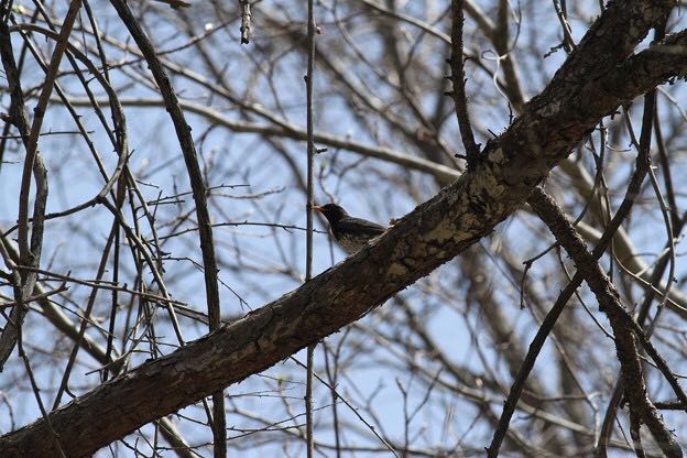 軽井沢野鳥の森 クロツグミの写真 by サンダーバード