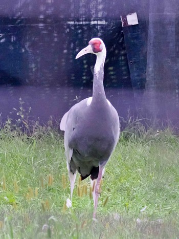 Brolga Akan International Crane Center Mon, 9/5/2022