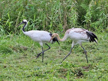 タンチョウ 釧路市丹頂自然公園 2022年9月5日(月)